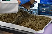 Seized Drugs