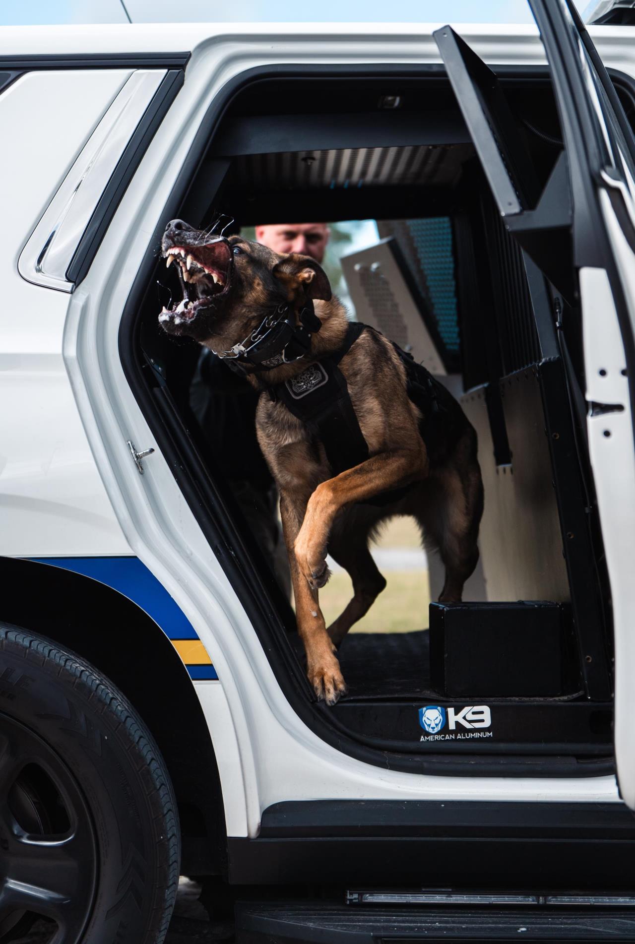 K9 Jag Barking in his Patrol Car.
