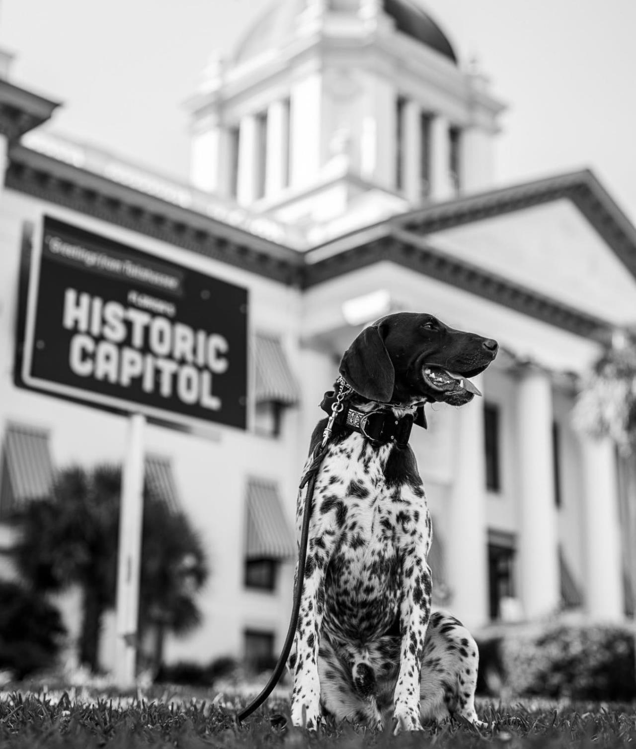 Capitol Police K9 Gru with the Old Capitol